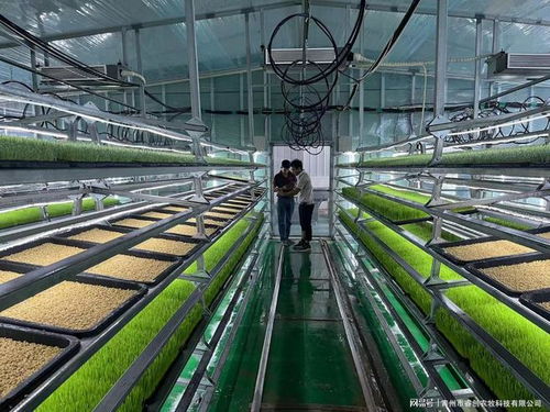 水培牧草 開啟高效、營養、健康的畜牧業優質飼料新時代