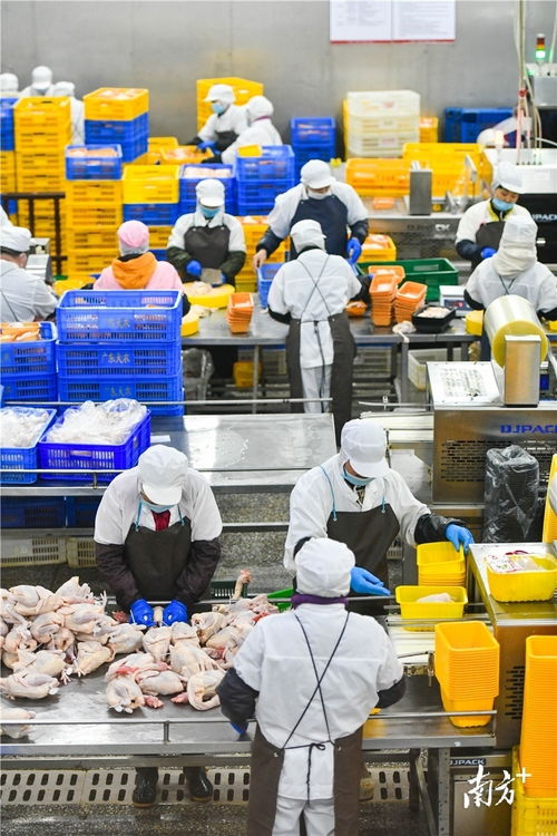 預制菜風口下的清遠機遇 發揮畜牧漁業飼料優勢，打造粵北預制菜供應鏈高地